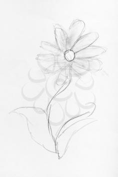 sketch of fresh flower hand-drawn by black pencil on white paper