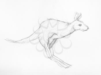 sketch of jumping kangaroo hand-drawn by black pencil on white paper