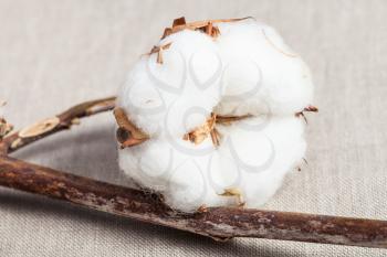 boll with cottonwool close up on natural dried twig of cotton plant on cotton fabric background