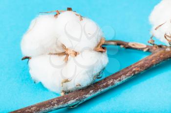 natural ripe boll of cotton plant with cottonwool close up on turquoise blue pastel paper background