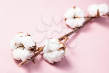 ripe branch of cotton plant on pink pastel paper background