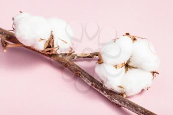 branch of cotton plant with ripe bolls on pink pastel paper background