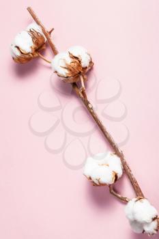 ripe twig of cotton plant on pink pastel paper background