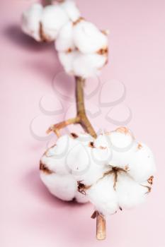 twig of cotton plant with ripe bolls on pink pastel paper background