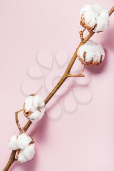 natural dried branch of cotton plant on pink pastel paper background