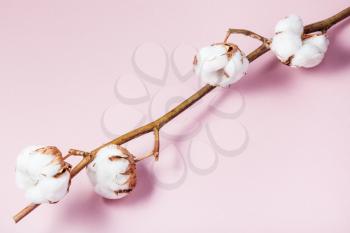 natural dried twig of cotton plant on pink pastel paper background