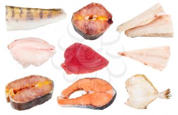 collage from various raw frozen fishes (zander, sturgeon, ocean perch, tuna, cod, salmon, flounder) isolated on white background