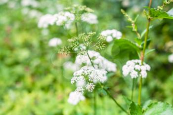 white blossoms of ground elder plant close up on green meadow in summer day with blurred background