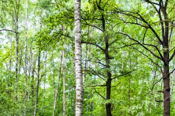 natural background - green forest with birch and oak trees in summer day (focus of the birch trunk)