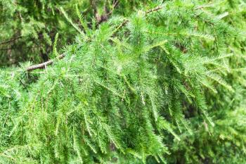 natural background - fresh green branch of larch tree in forest in summer
