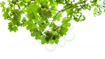 natural green branch of field maple tree isolated on white background