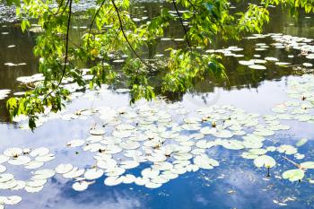green branches of maple ash tree over river overgrown by water lily with reflections of blue sky and white clouds in water surface in summer day