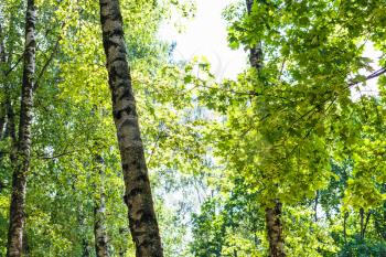 natural background - green maple leaves and trunks of old birches in forest in sunny summer day