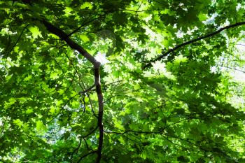 natural background - lush green foliage of maple tree in forest in summer day