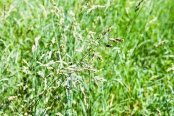 spikelets in green grass close up on green lawn in summer day with blurred background (focus on the spikes)