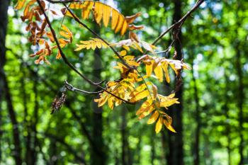 yellow leaves of rowan tree illuminated by sun close up and blurred green forest on background