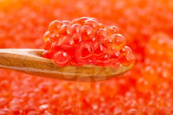 little wooden spoon with salted russian red caviar of sockeye salmon fish close-up and blurred red roe of pink salmon on background