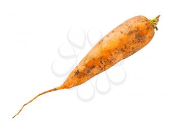 dirty organic garden carrot isolated on white background