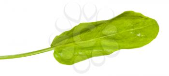 fresh leaf of sorrel herb isolated on white background