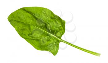 fresh leaf of spinach herb isolated on white background