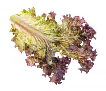 single leaf of fresh Lollo rosso leaf lettuce isolated on white background