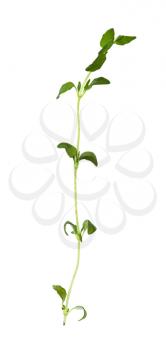separate twig of fresh thyme herb isolated on white background