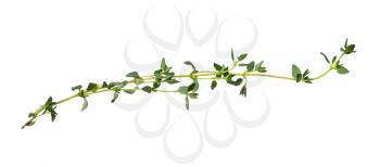 twig of fresh thyme herb isolated on white background