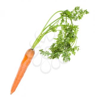 single fresh organic garden carrot with greens isolated on white background