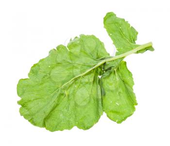 back side of green leaf of turnip plant isolated on white background