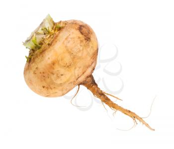 single fresh organic yellow turnip isolated on white background