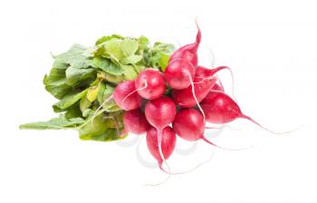 bunch of fresh organic red radish with greens isolated on white background