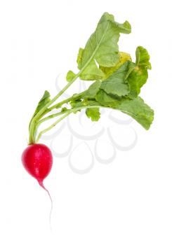 fresh organic red radish with greens isolated on white background
