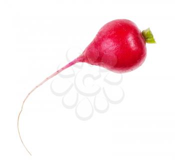 fresh root of organic red radish isolated on white background