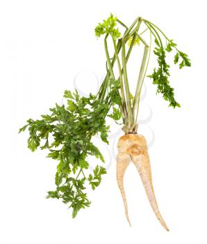 fresh organic garden parsley with fused roots and foliage cutout on white background