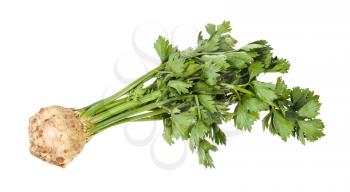 single fresh celeriac (celery root) with greens isolated on white background