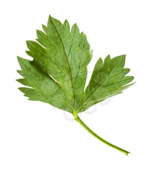 green leaf of celeriac (celery, apium graveolens var rapaceum) plant isolated on white background