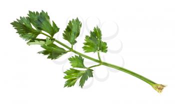 green twig of celeriac (celery root) plant isolated on white background