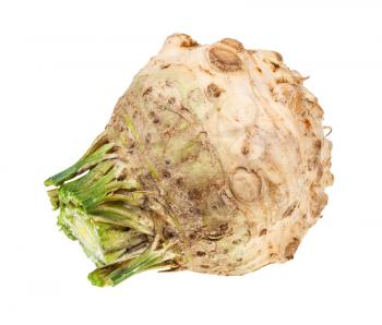 side view of fresh celeriac (celery root) isolated on white background