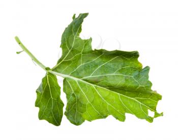 green leaf of kohlrabi plant isolated on white background