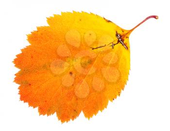 orange fallen leaf of hawthorn tree isolated on white background