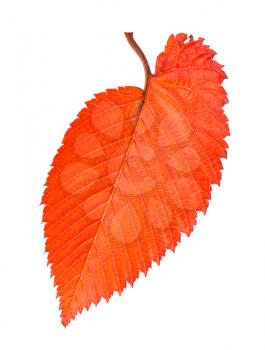 orange and red fallen leaf of elm tree isolated on white background