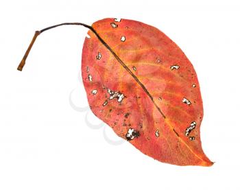 back side of red fallen leaf of pear tree isolated on white background