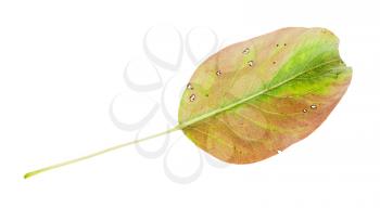 yellowing green fallen leaf of pear tree isolated on white background