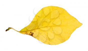 autumn yellow leaf of plum tree isolated on white background