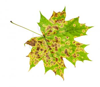back side of diseased leaf of maple tree isolated on white background