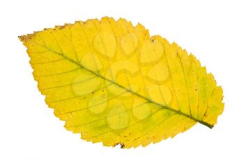 back side of fallen yellow leaf of elm tree isolated on white background