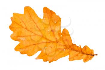 fallen brown oak leaf isolated on white background