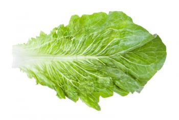 green leaf of Romaine lettuce isolated on white background