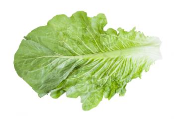 back side of green leaf of Romaine lettuce isolated on white background