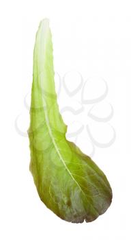 single leaf of Romaine lettuce isolated on white background